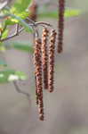 Hazel alder <BR>Tag alder